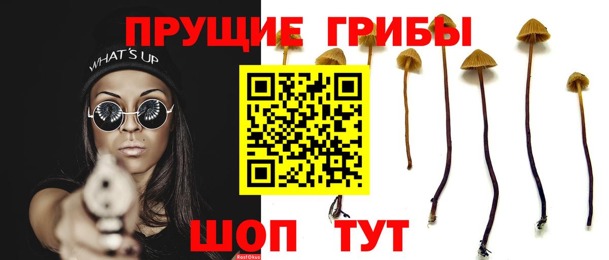Галлюциногенные грибы Cubensis Тавда